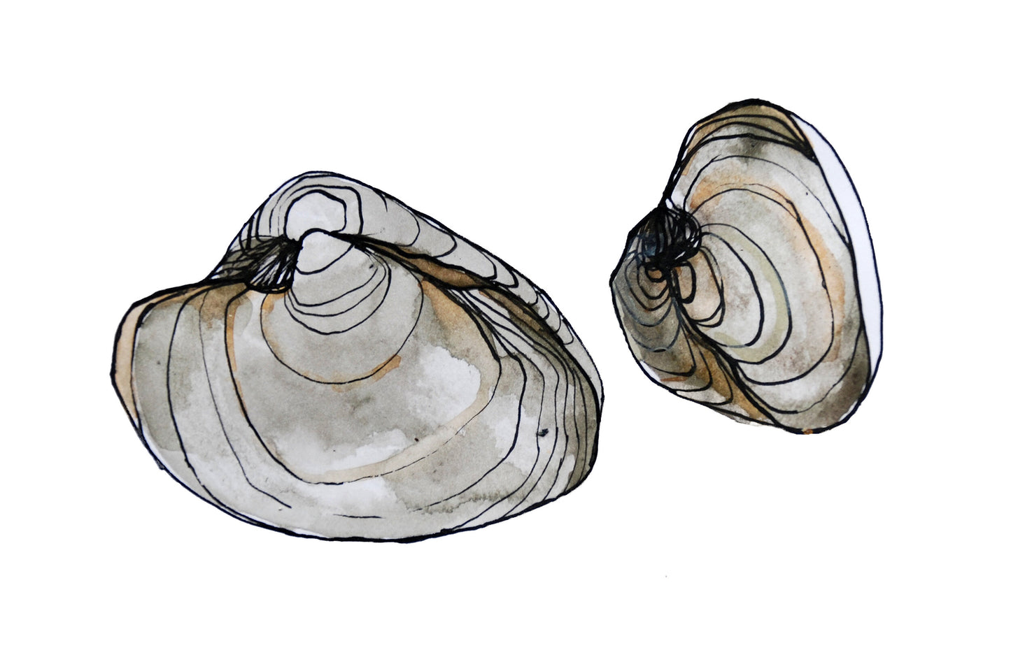 Clams