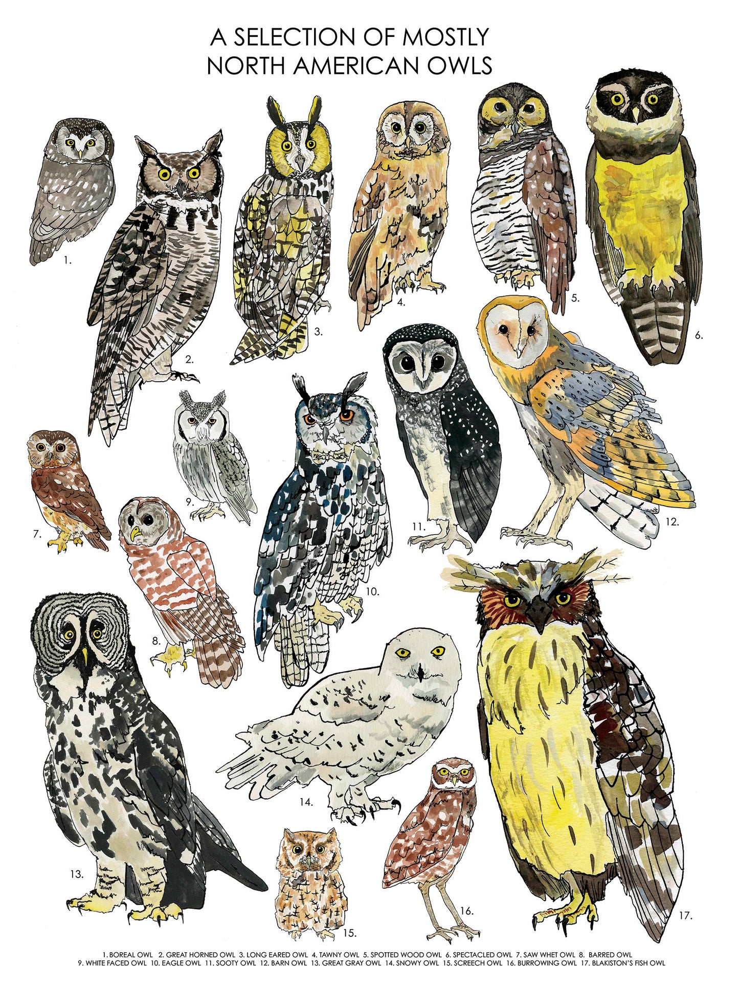 A Selection of Mostly North American Owls