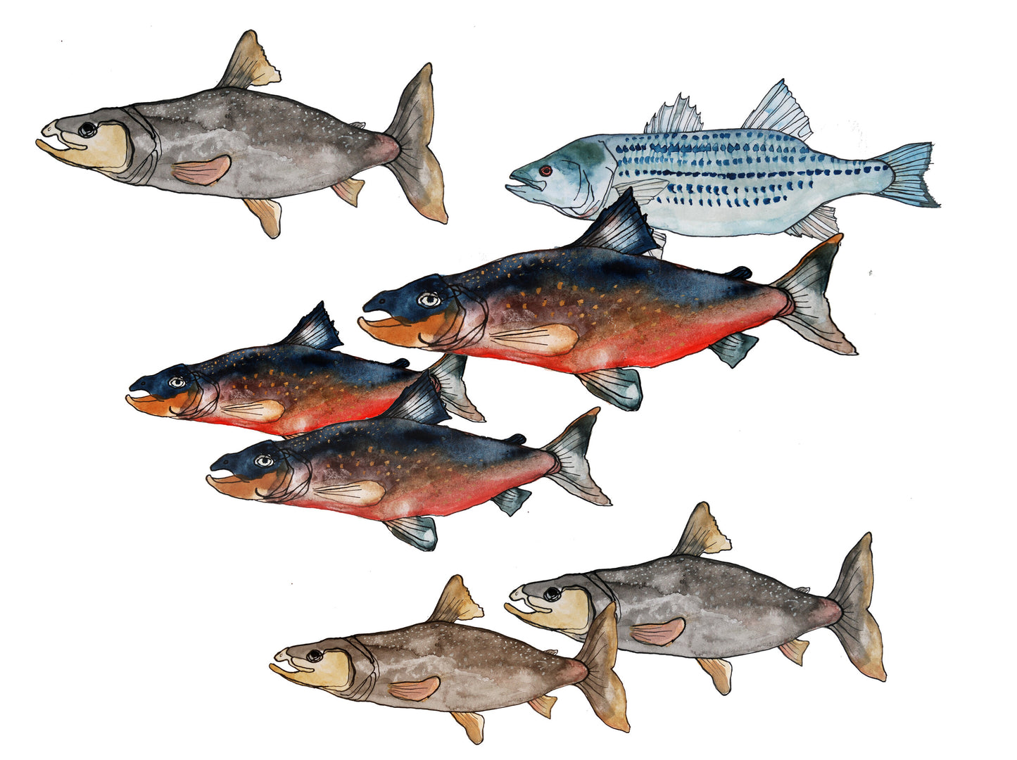 School of Fish