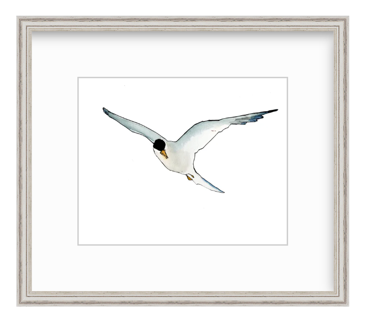 Tern