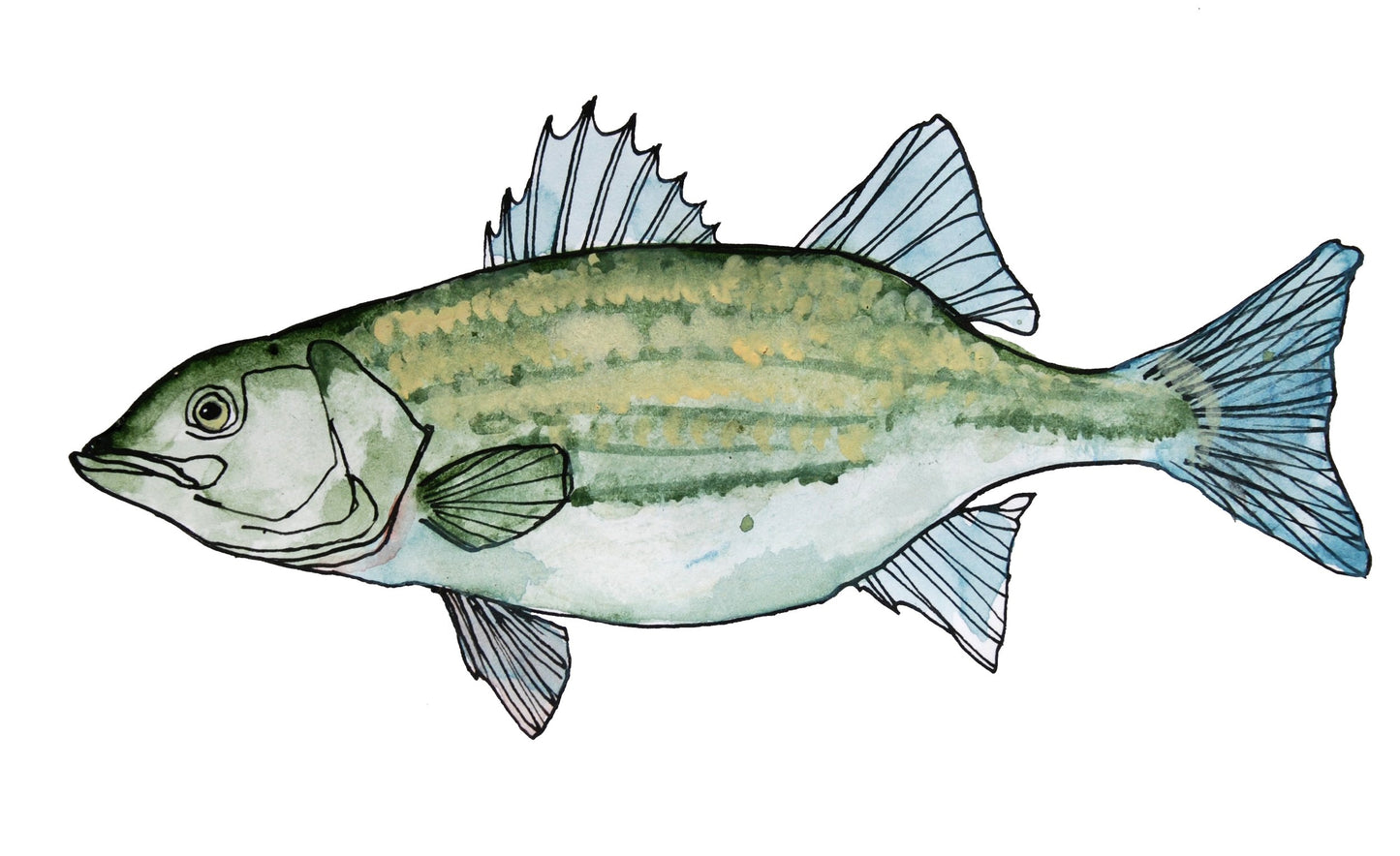 Striper