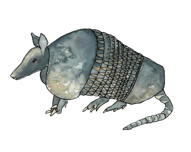 Armadillo