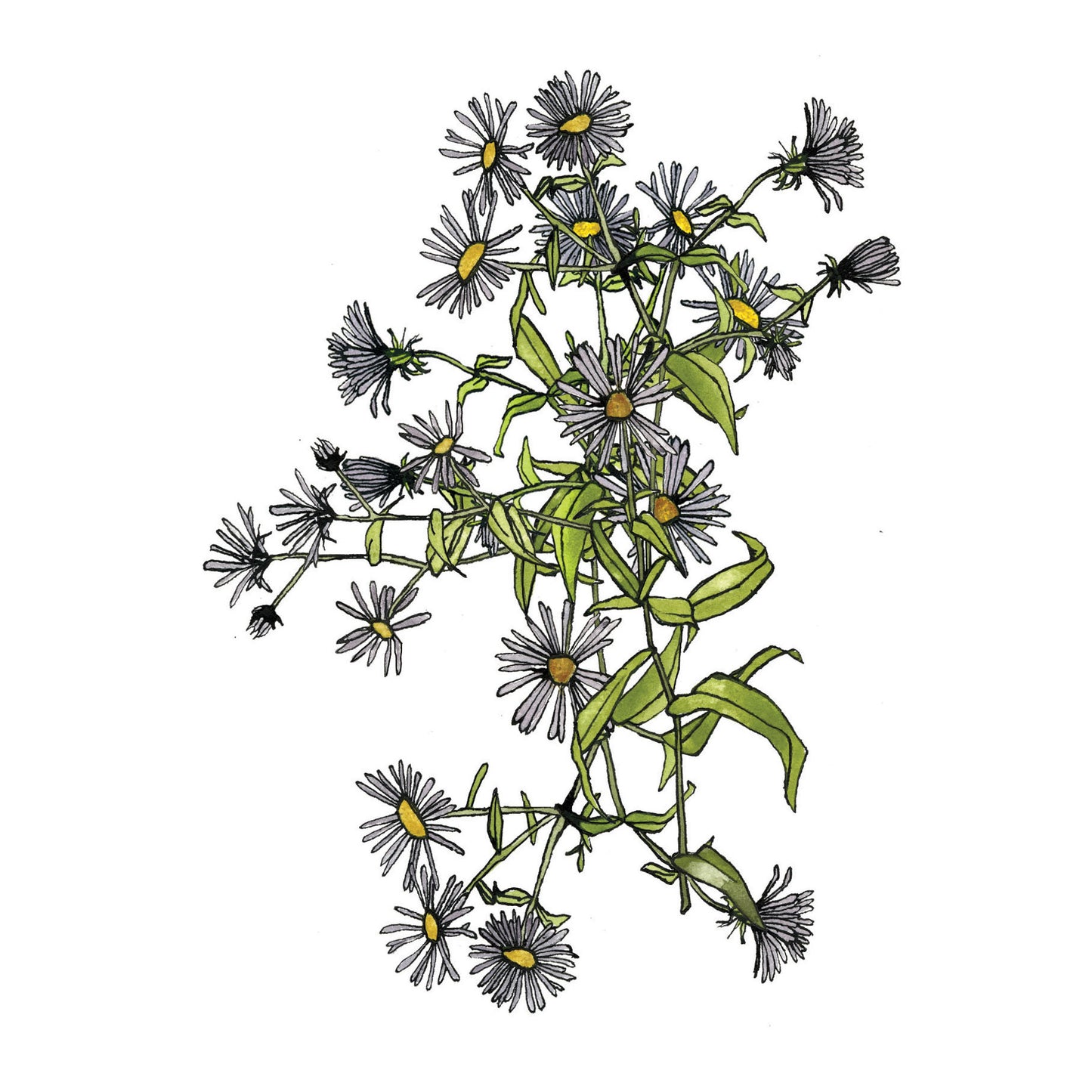 Aster