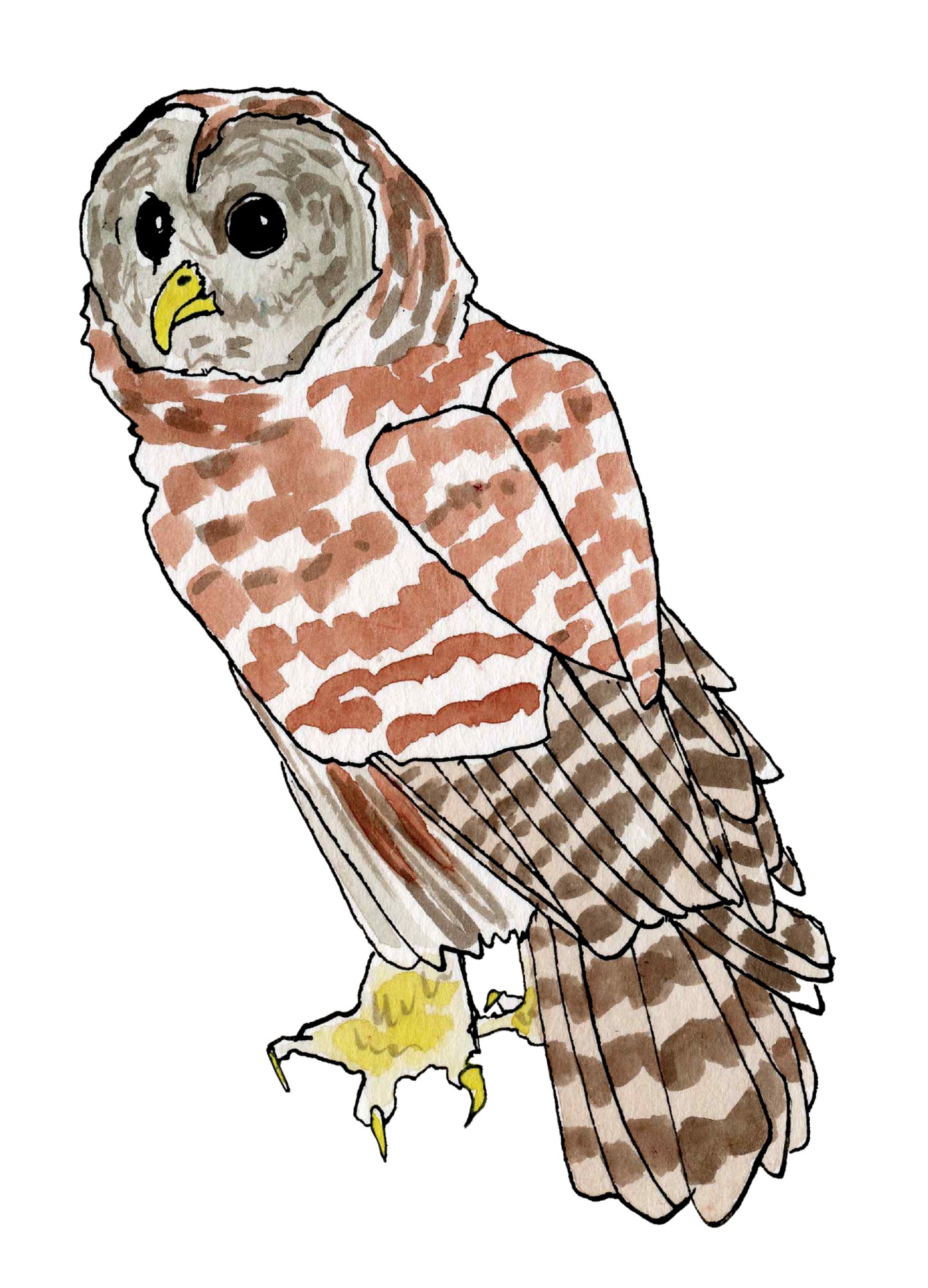 Barred Owl