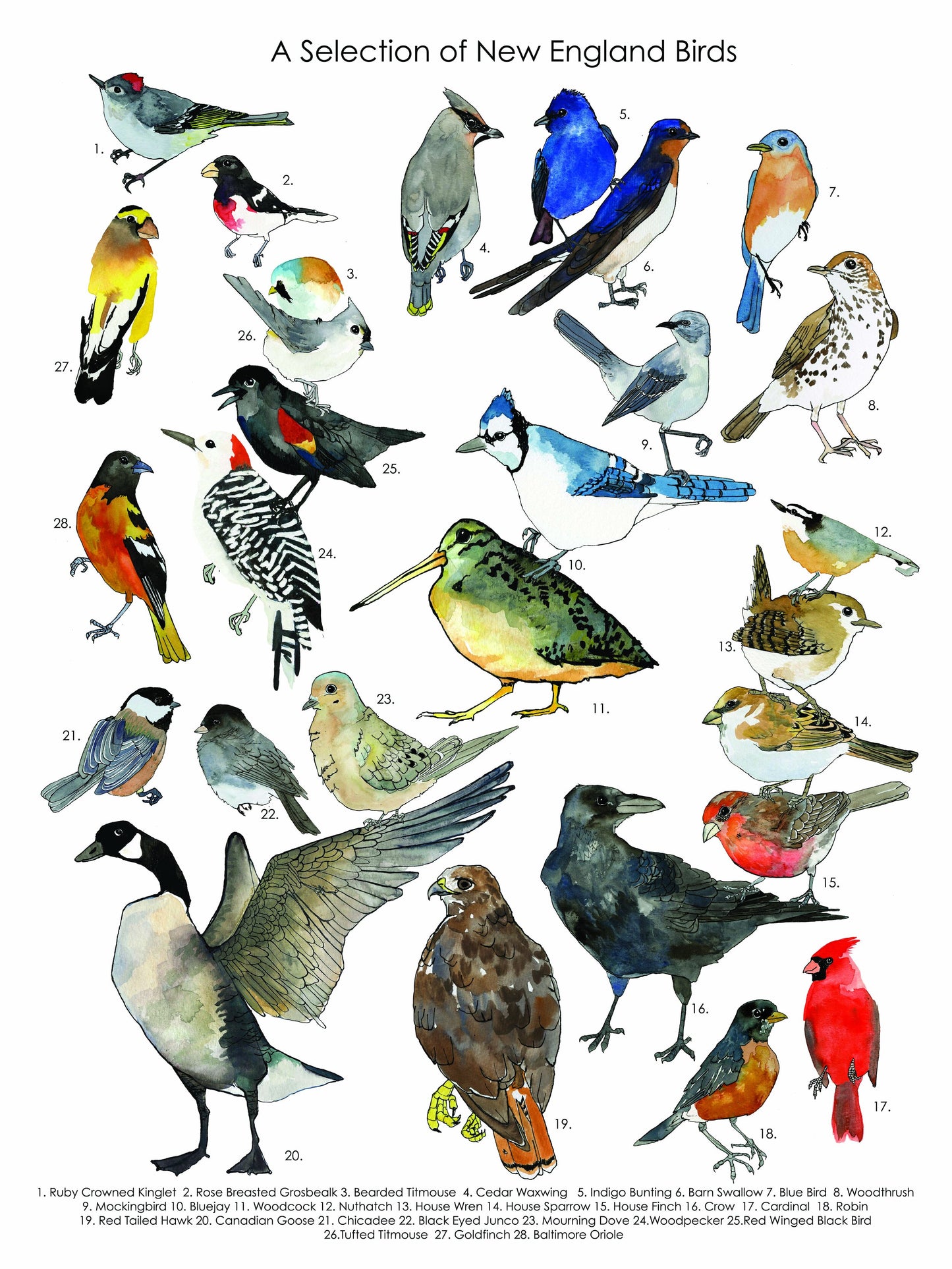 Bird Poster