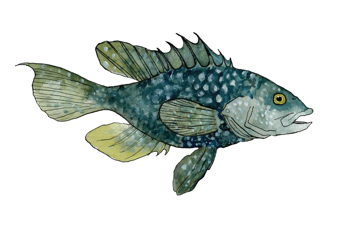 Black Bass