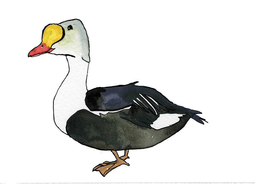 Bufflehead Duck