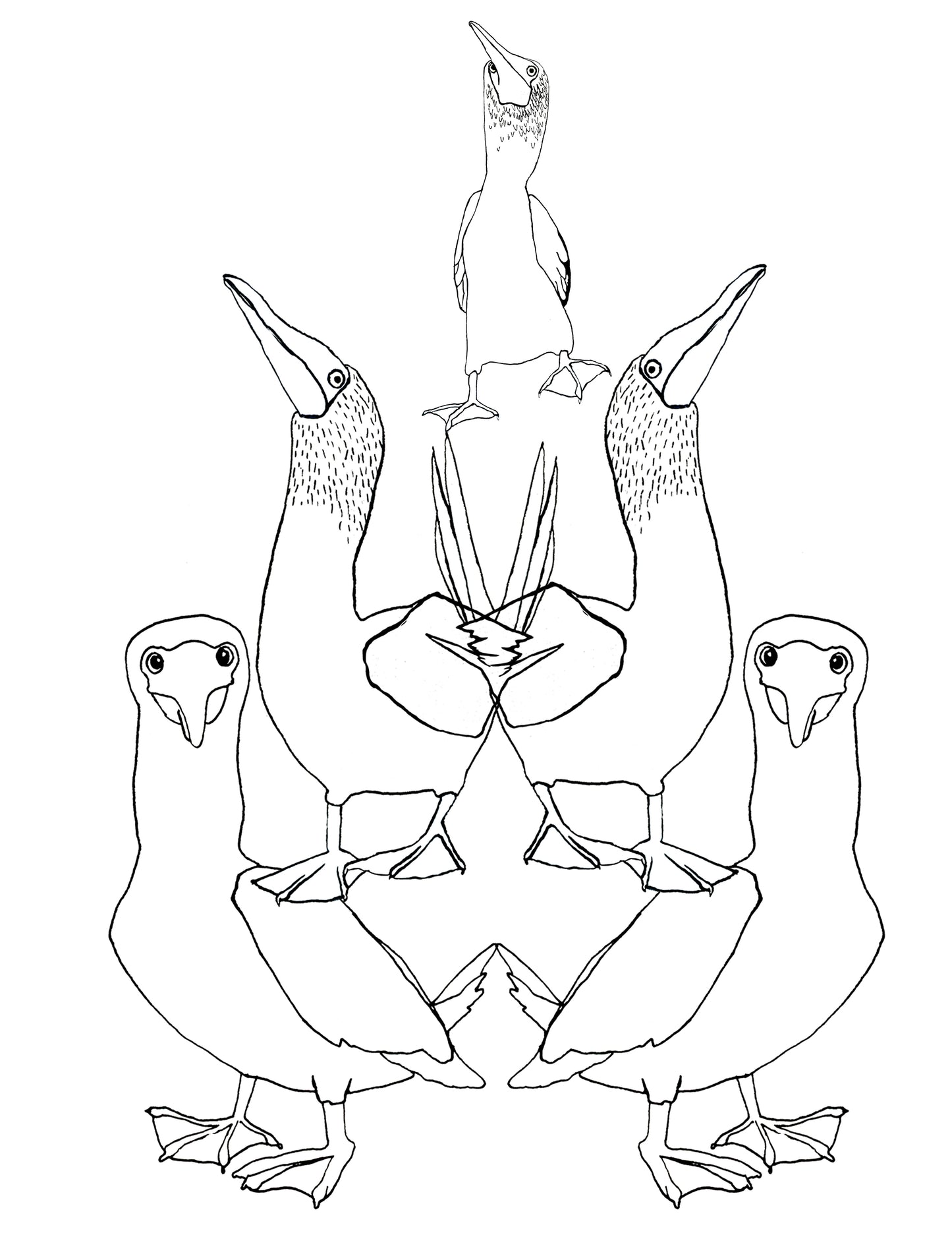 Bird and Flower Coloring Book