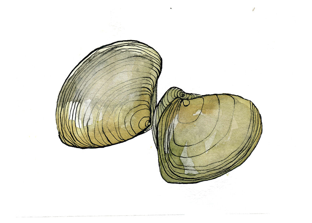 Clams 2