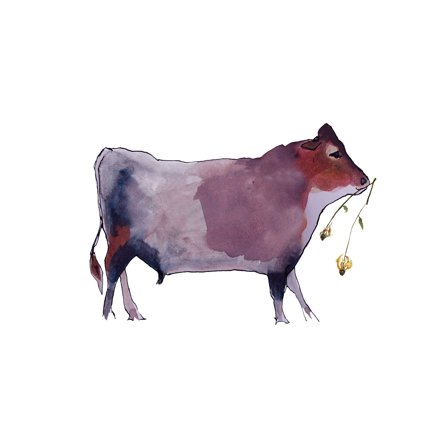 Cow Flower