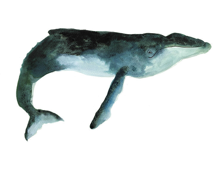 Dark Blue humpback