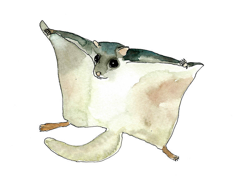 Flying Squirrel