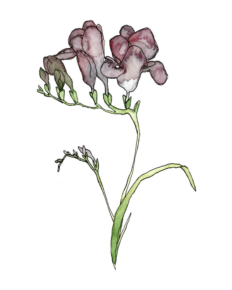 Freesia
