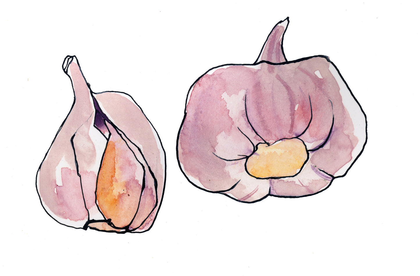 Garlic