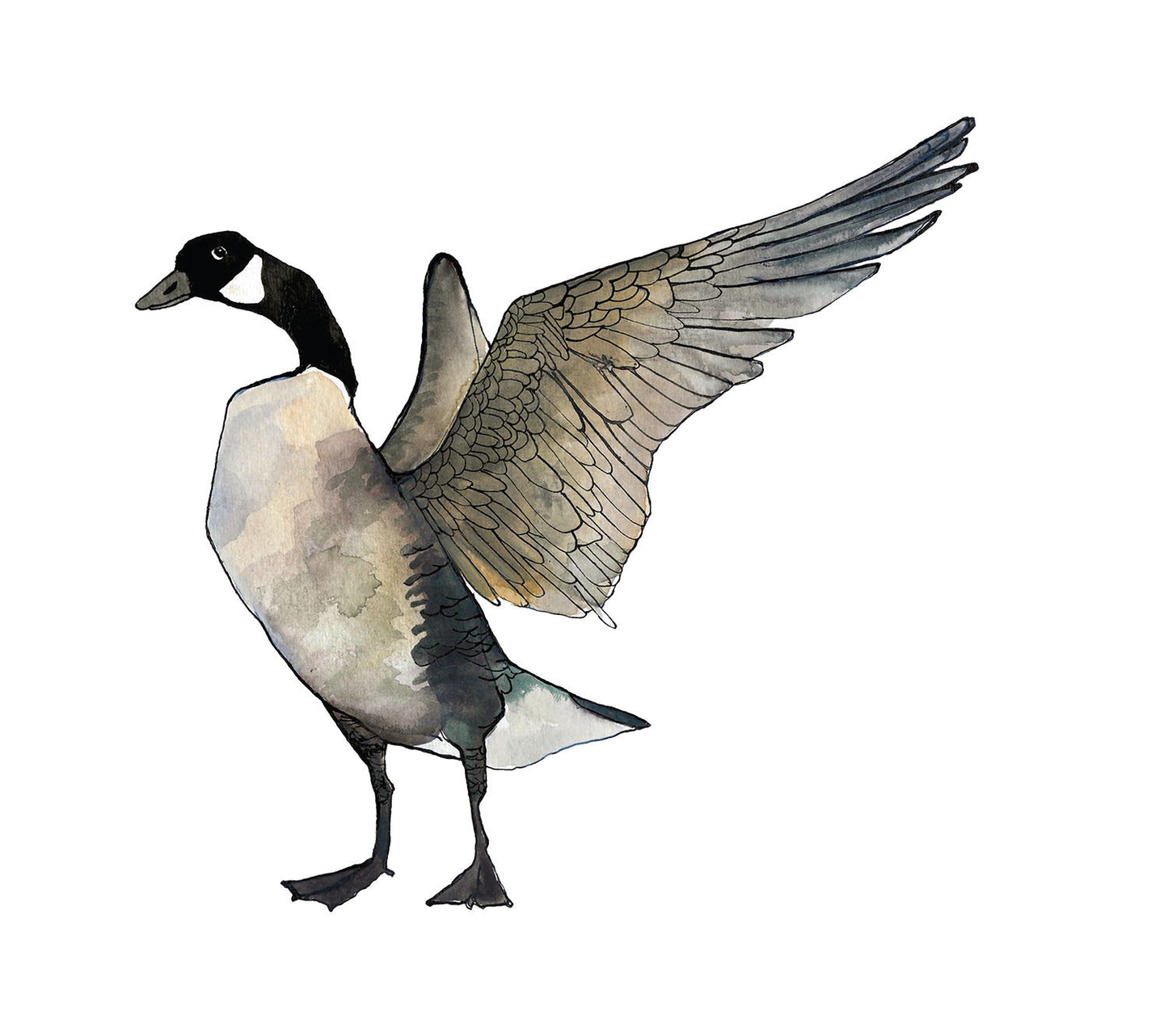 Canadian Goose