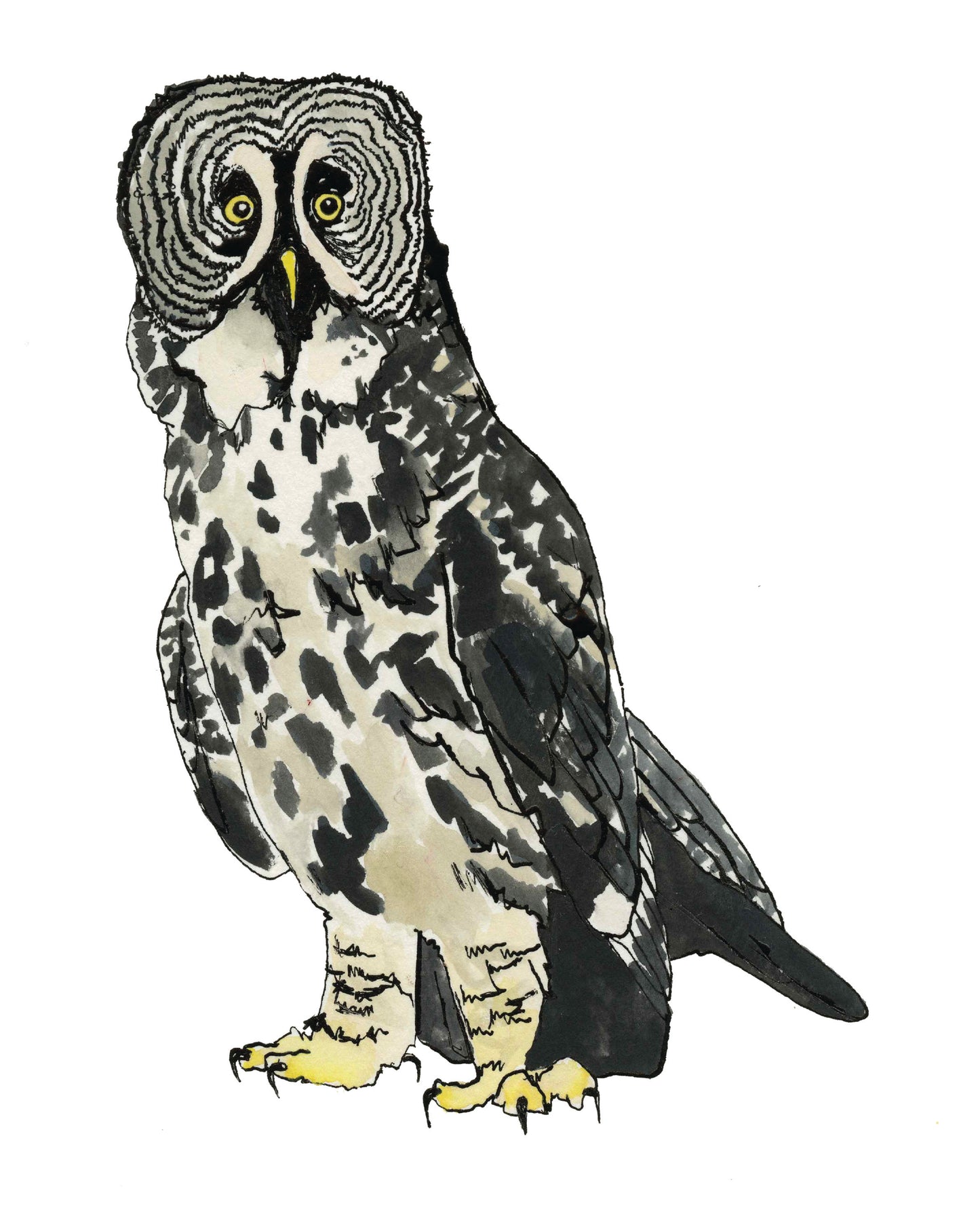 Grey Owl