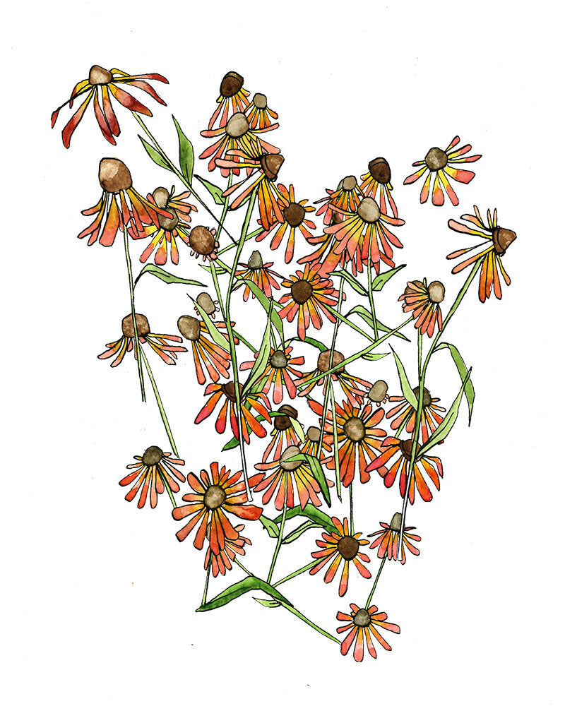 Helenium