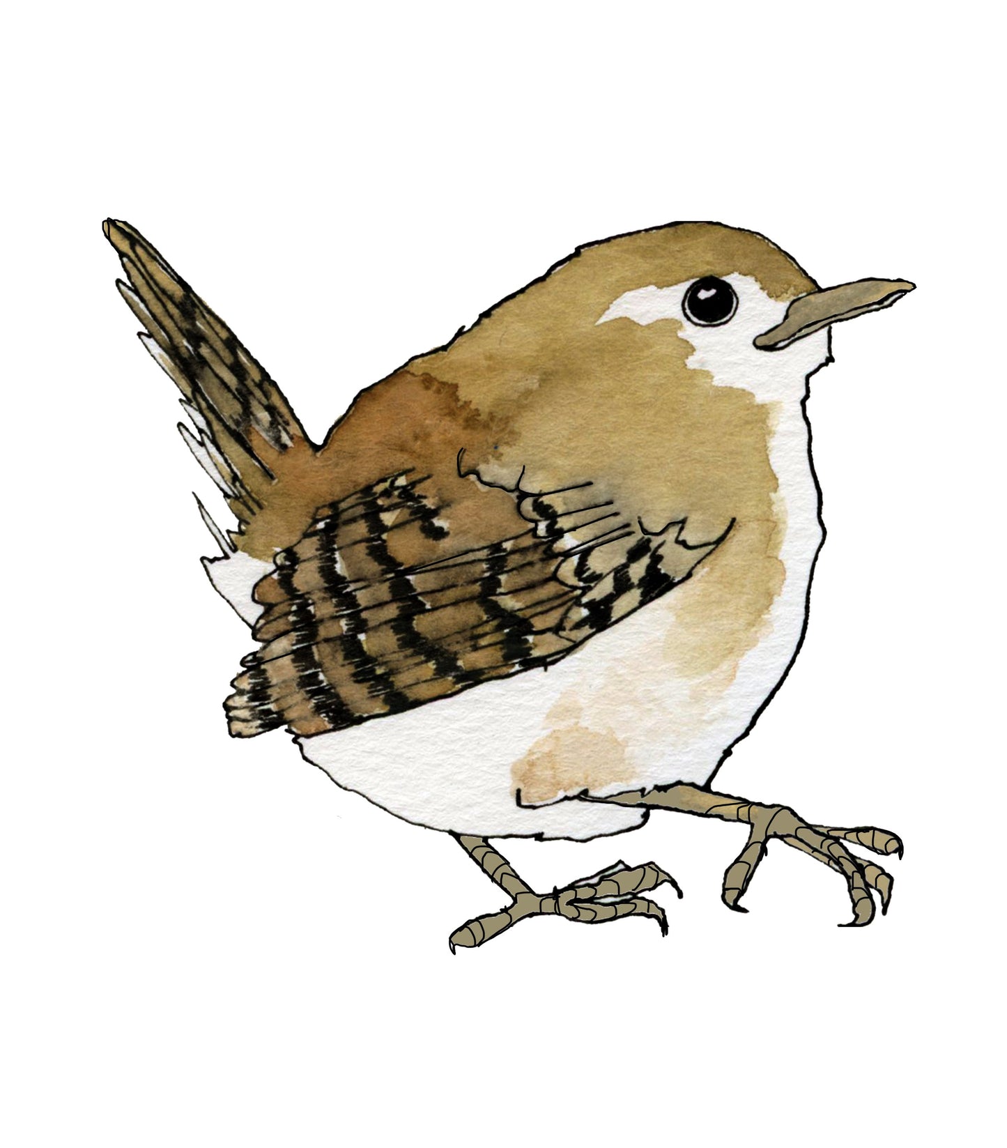 Wren