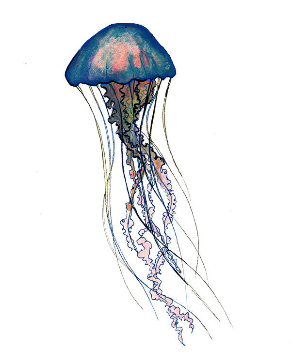 Jellyfish