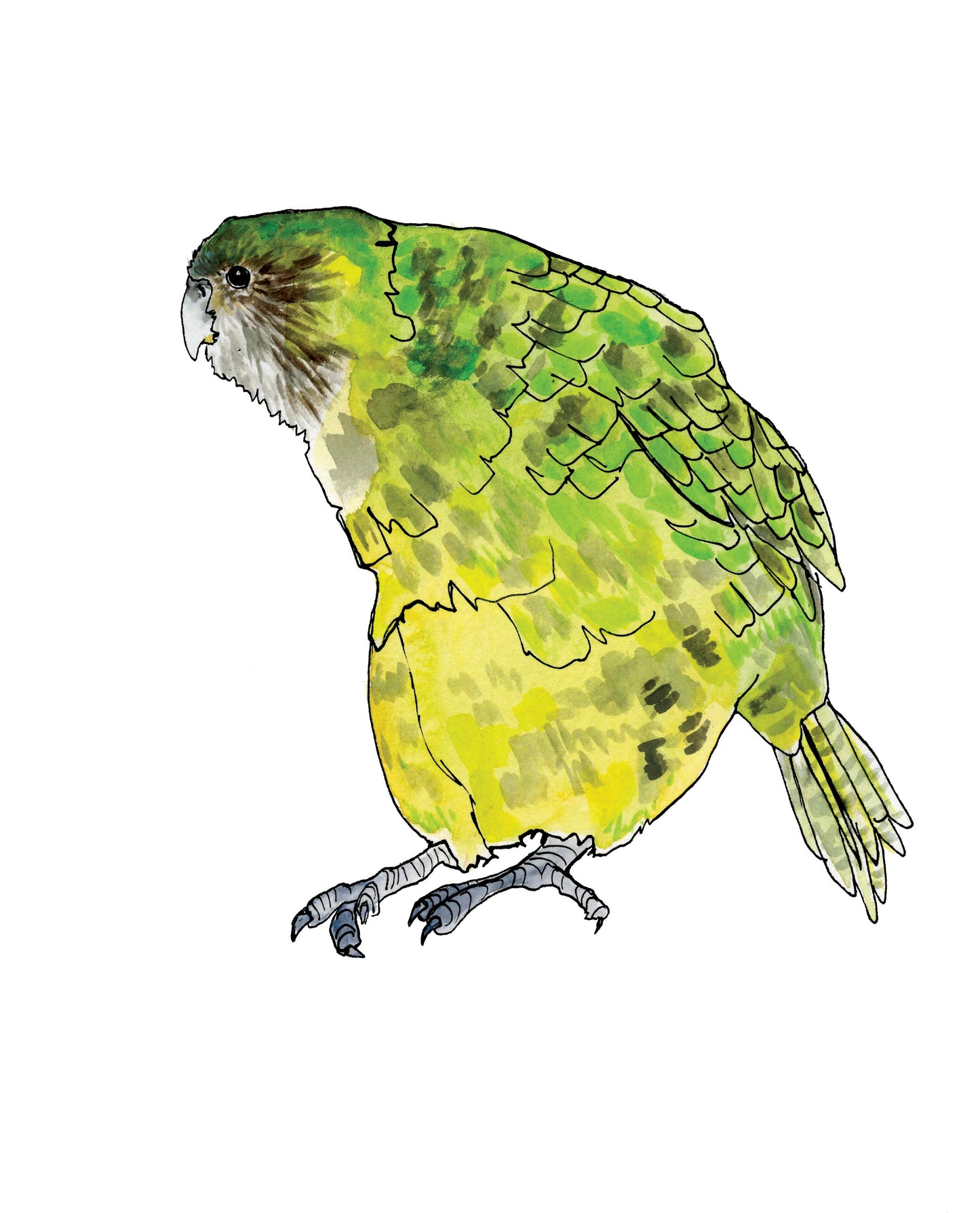 Kakapo