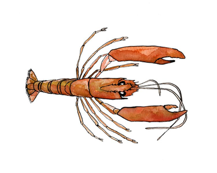 Lil' Lobster