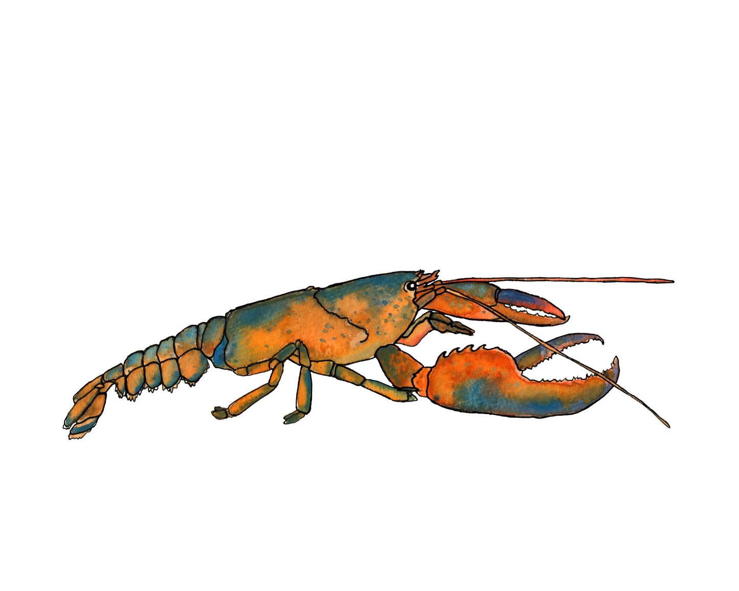 Lobster Side View