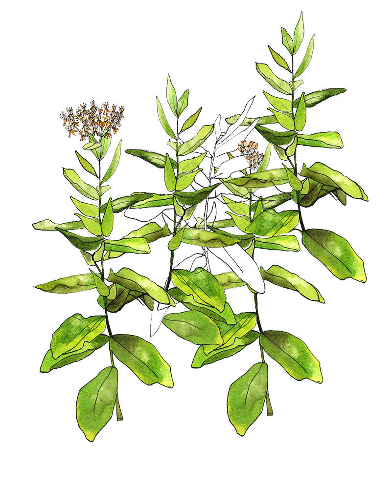 Milkweed