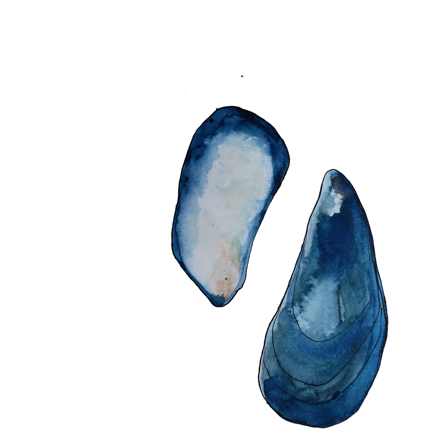 Mussels
