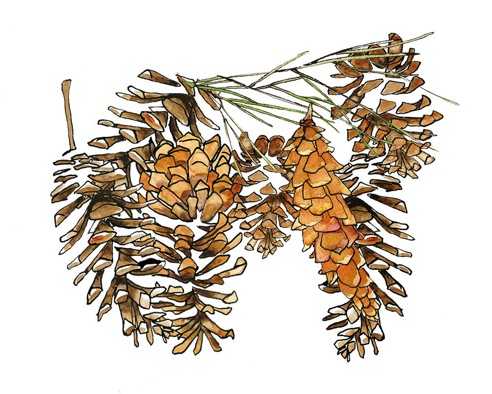 Pinecones