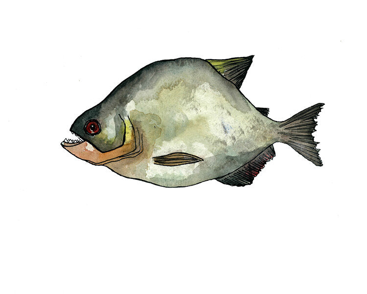 Piranha