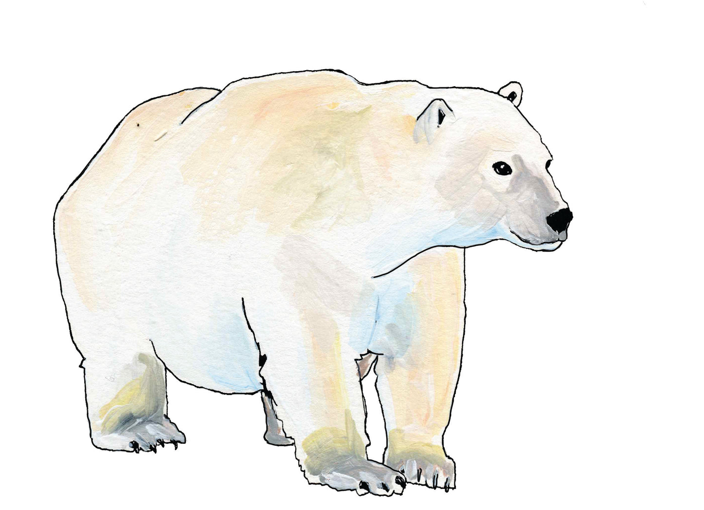 Polar Bear