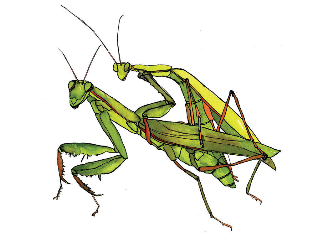 Mantis Love