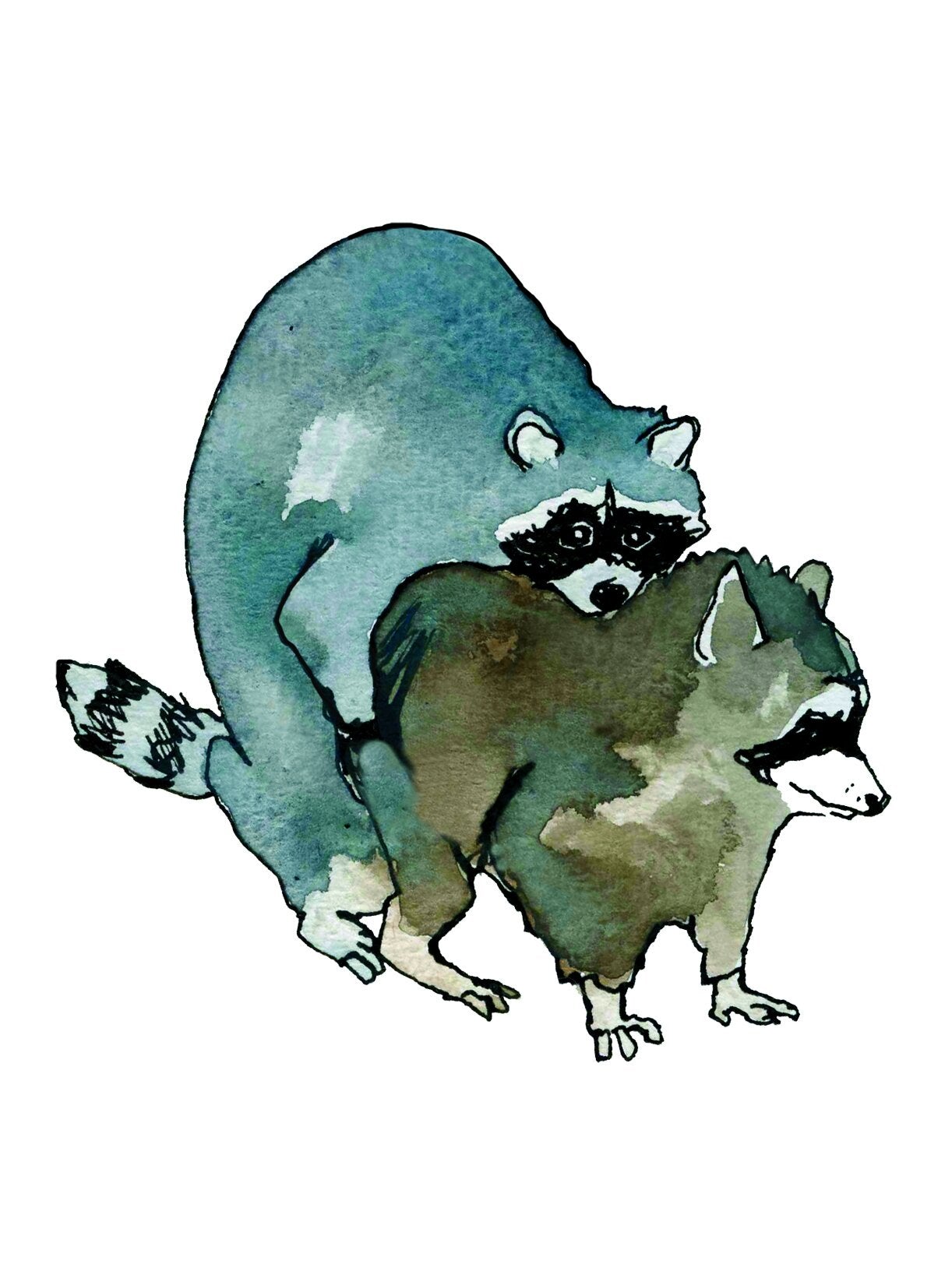 Raccoon Love