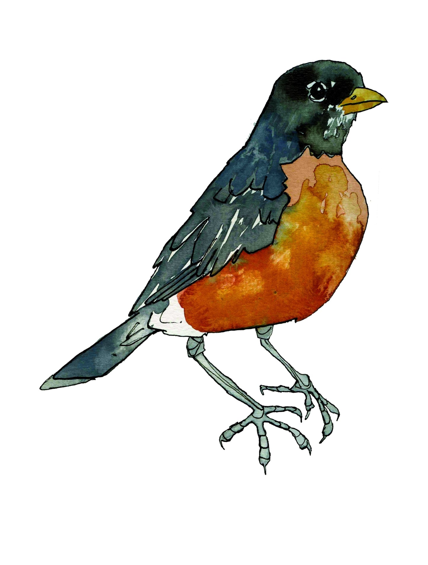 Robin