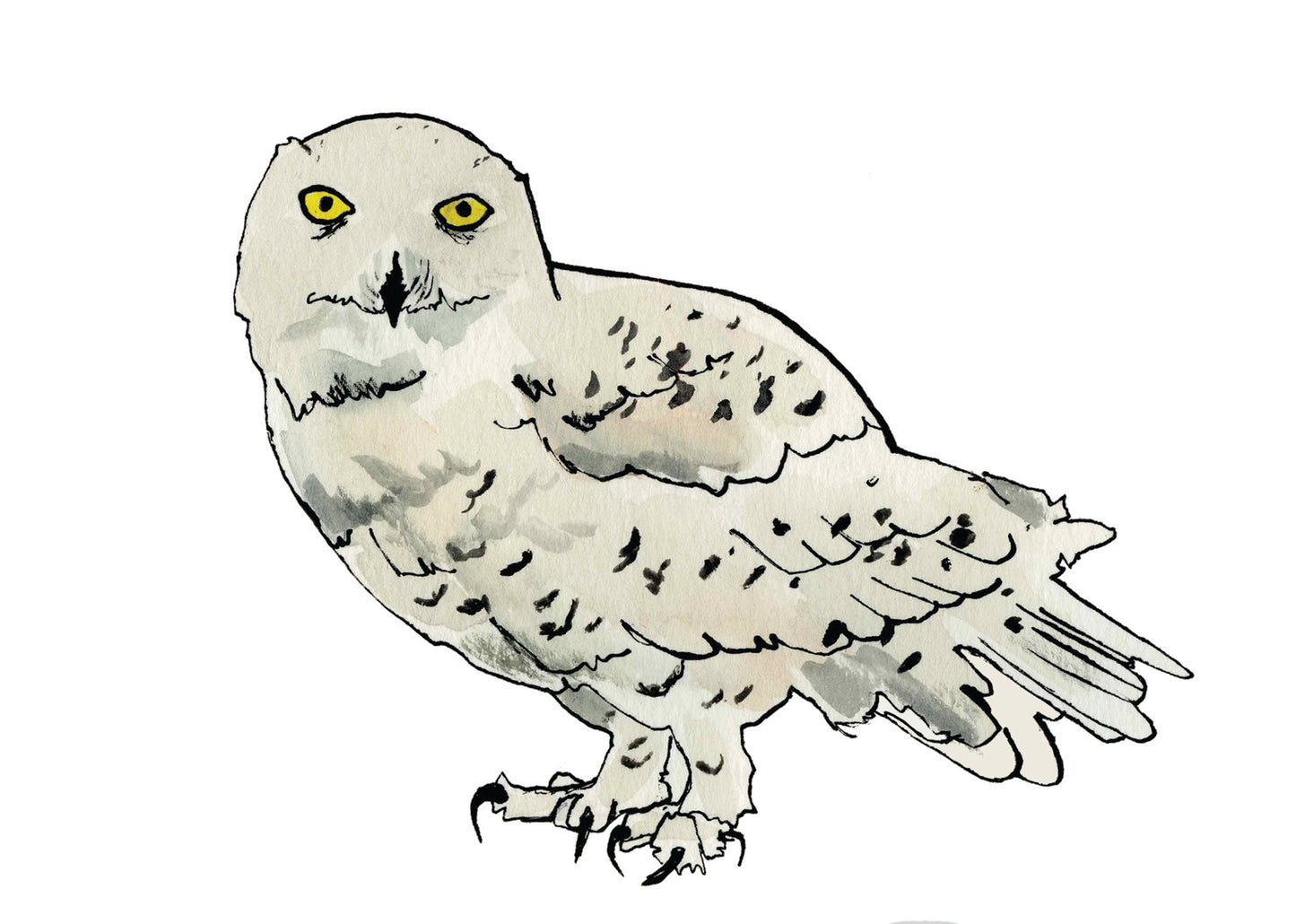 Snowy Owl