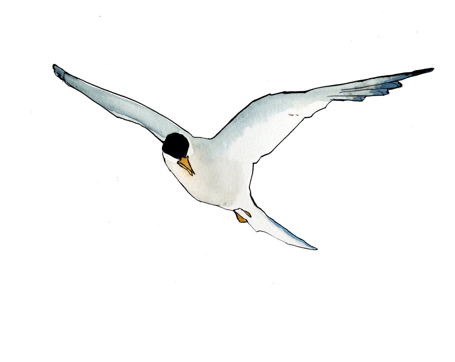 Tern