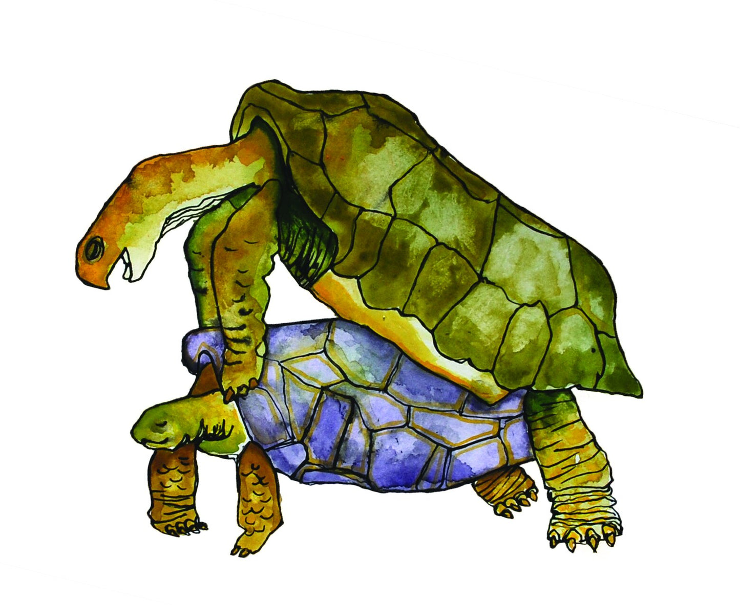 Turtle Love