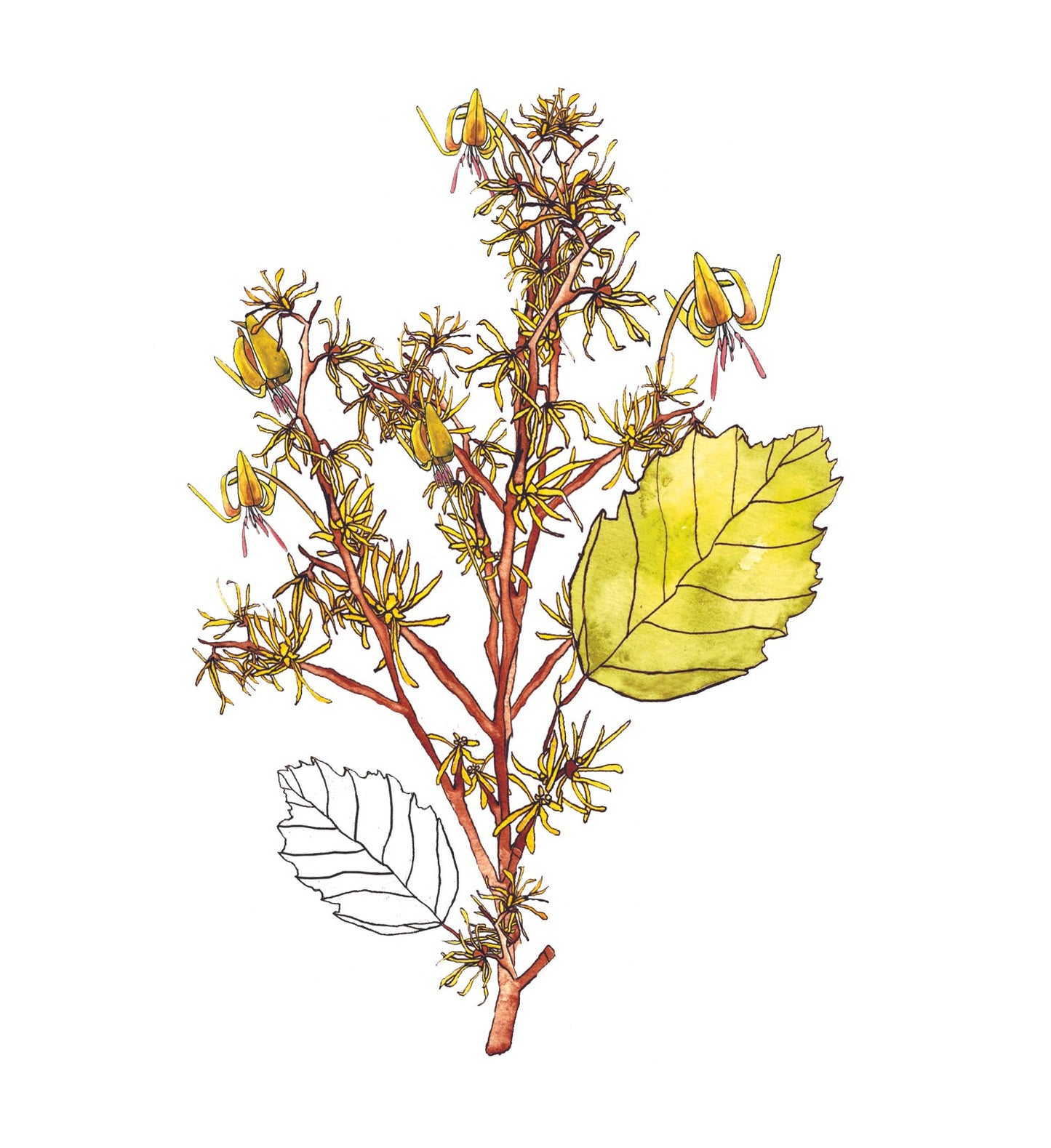 Witch Hazel