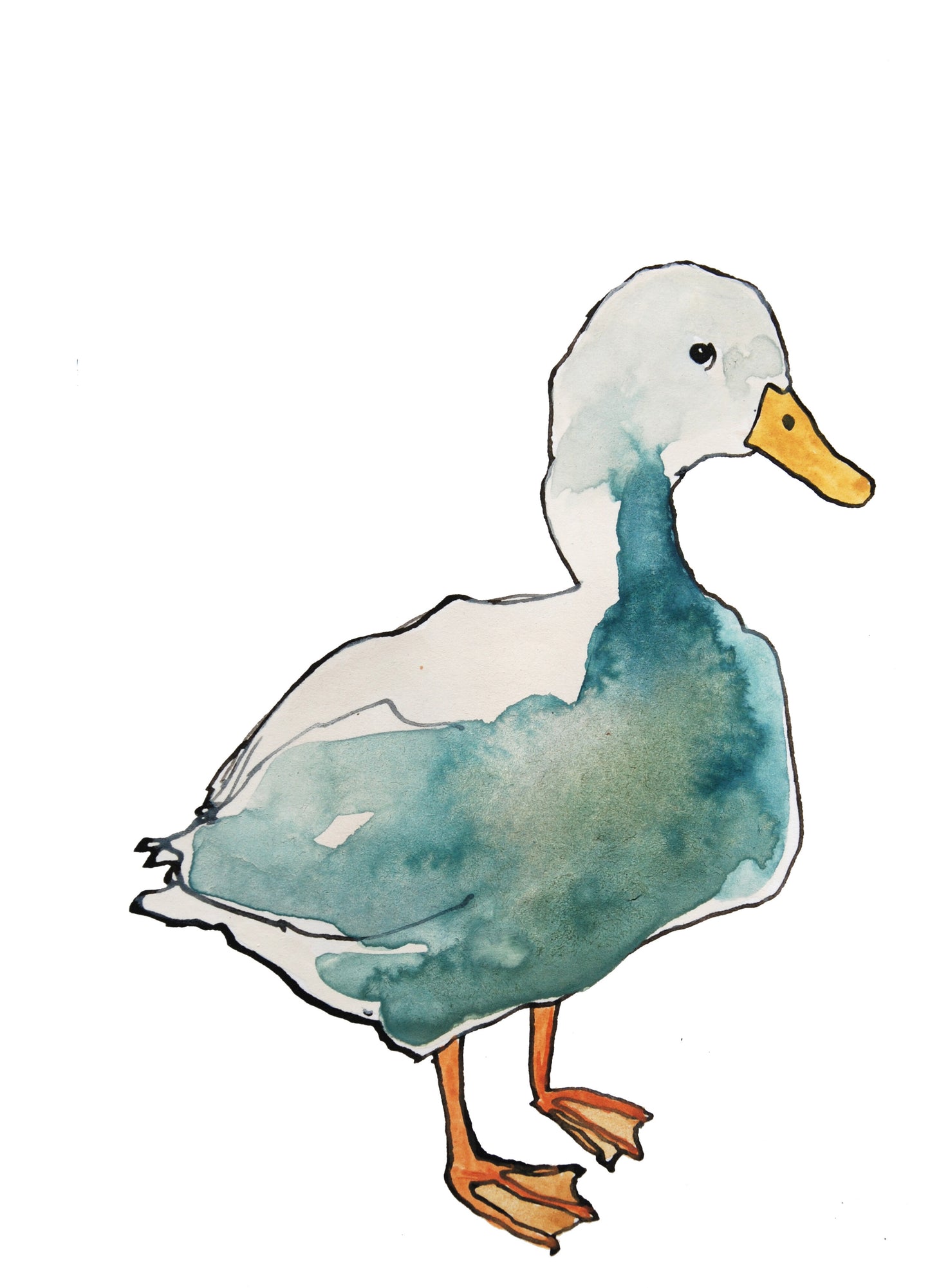 Duck