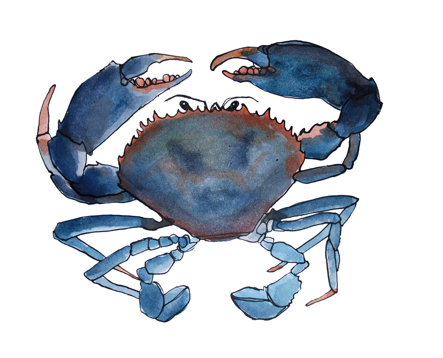 Blue Crab