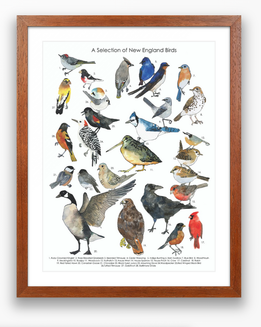 Bird Poster