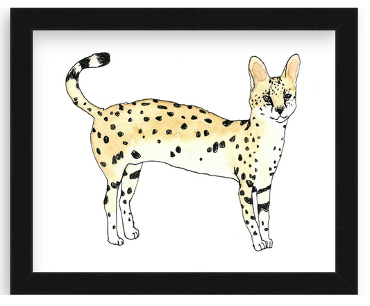 Serval