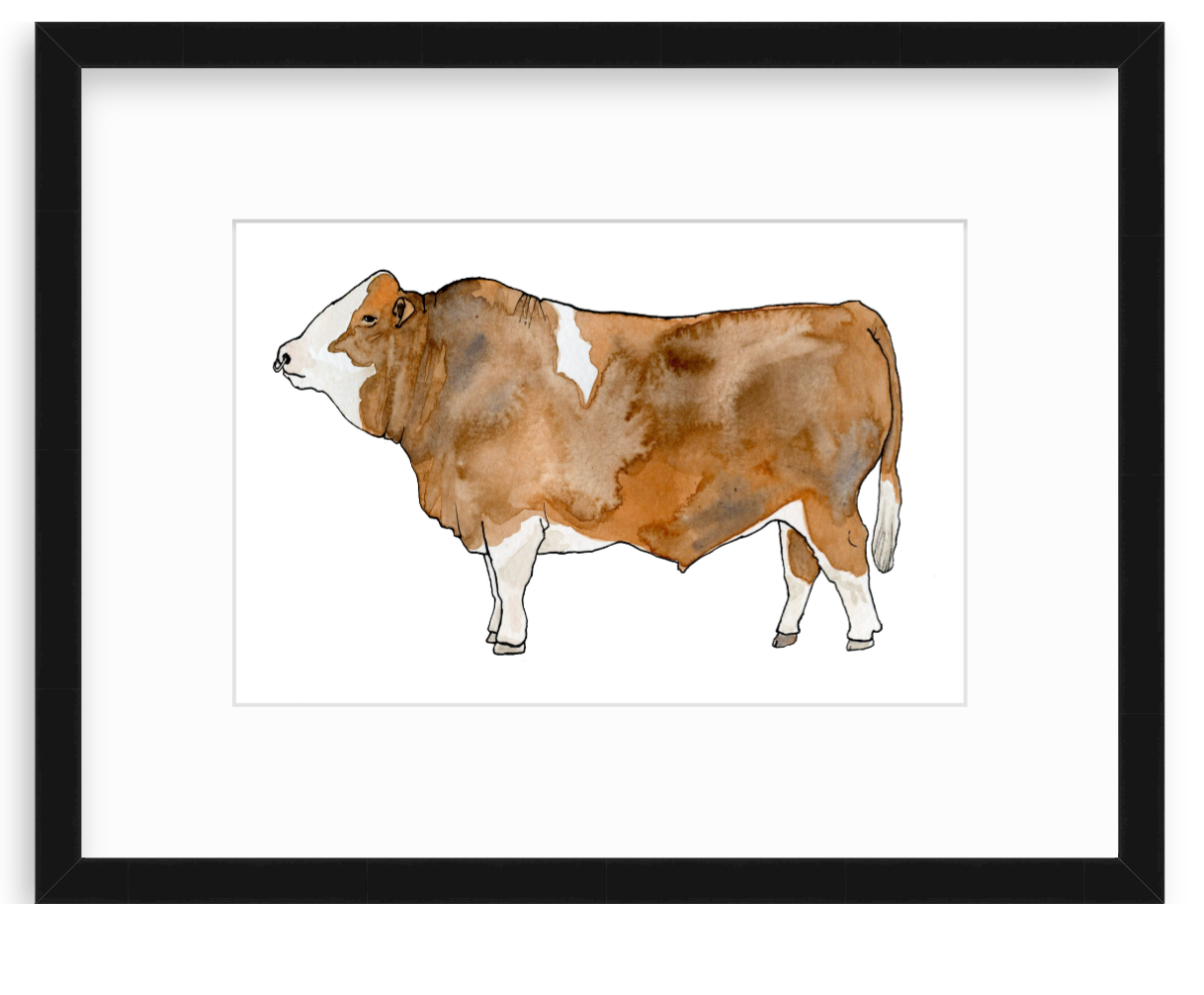 Simmental Cow