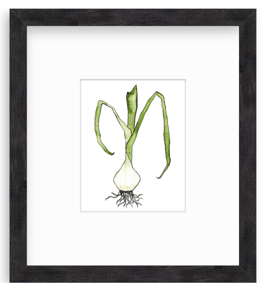 Spring Onion