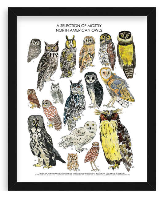 A Selection of Mostly North American Owls