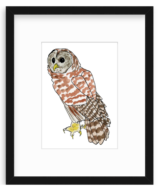 Barred Owl