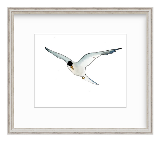 Tern