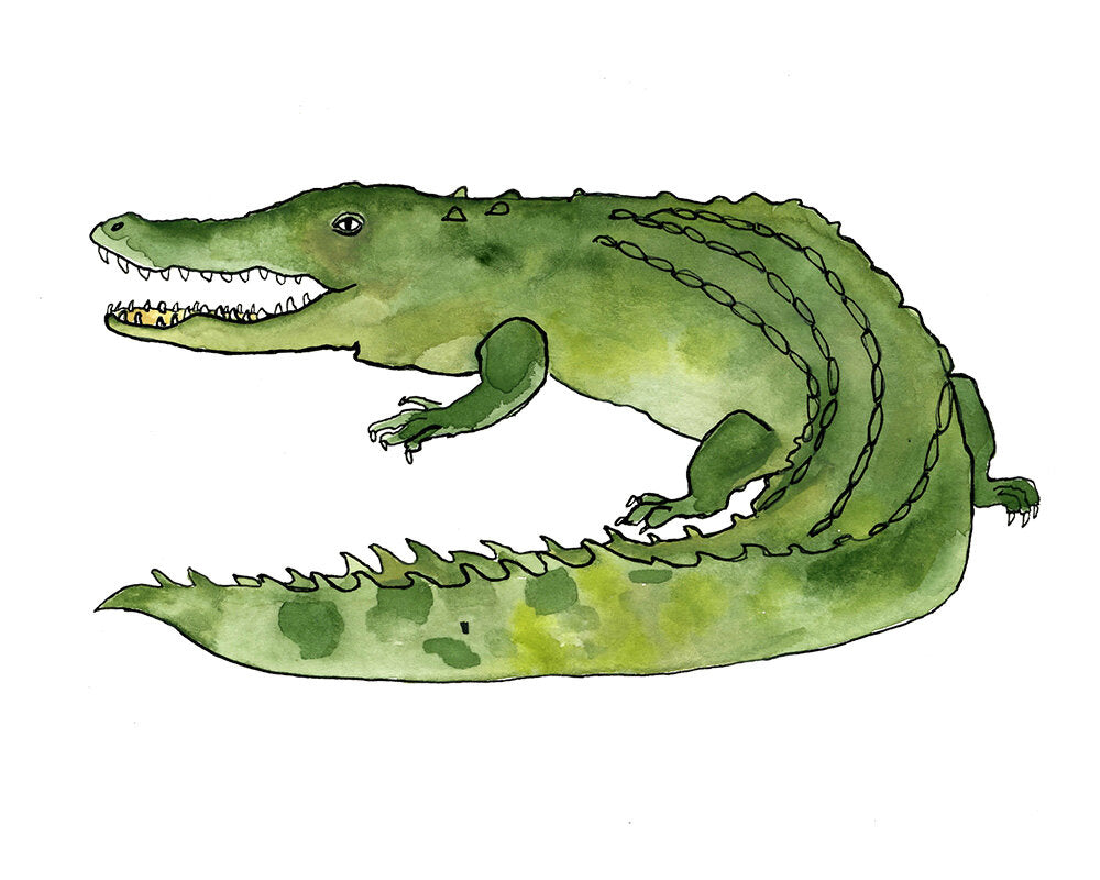 Alligator