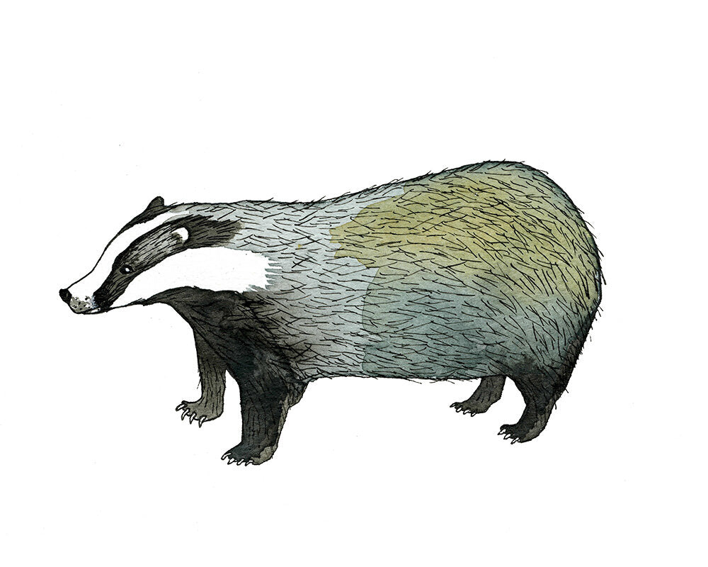 Badger