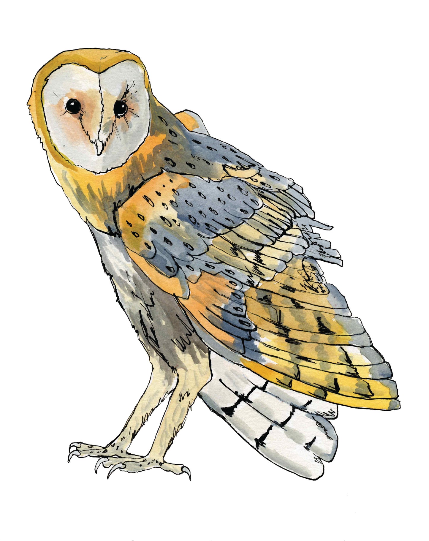 Barn Owl